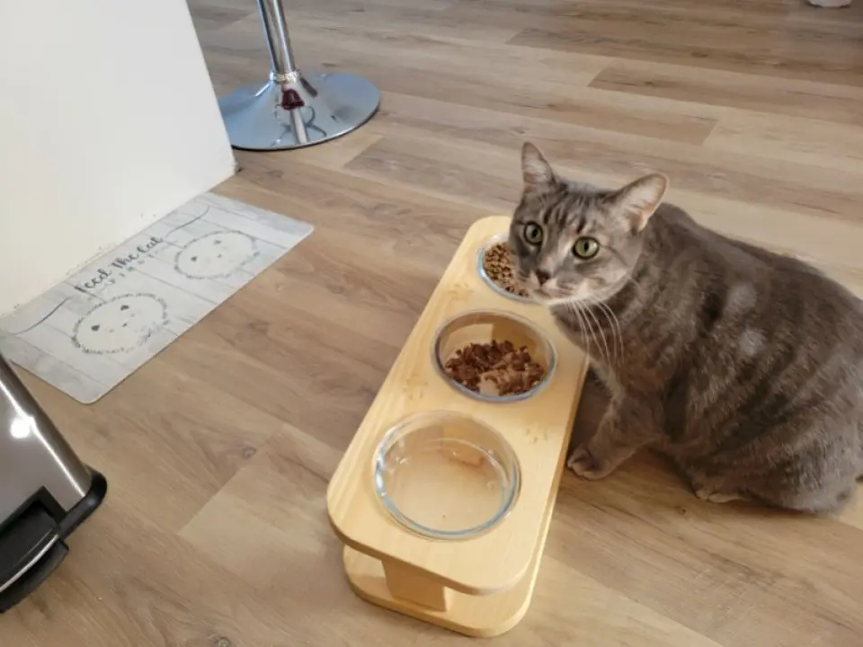 Cat food bowl stand